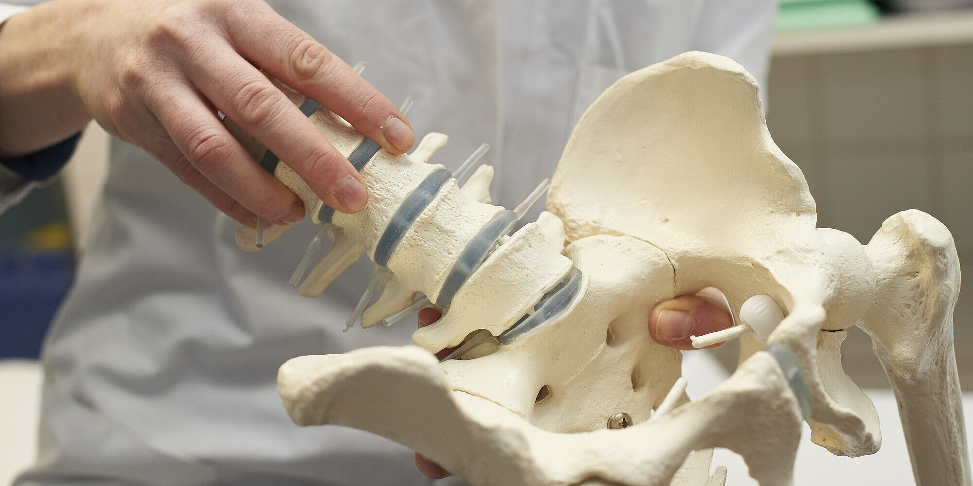Orthopädie & Unfallchirurgie: Umfassende Diagnostik und Behandlung von Erkrankungen und Verletzungen des Bewegungsapparates Ein Arzt hält ein Skelettmodell des Beckens.