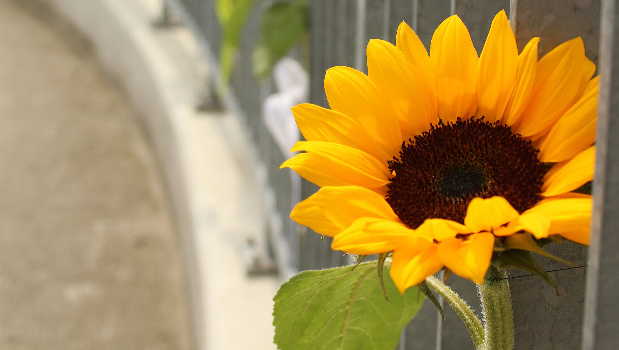 Sonnenblumen angebracht entlang eines hohen Zaunes aus Metall.