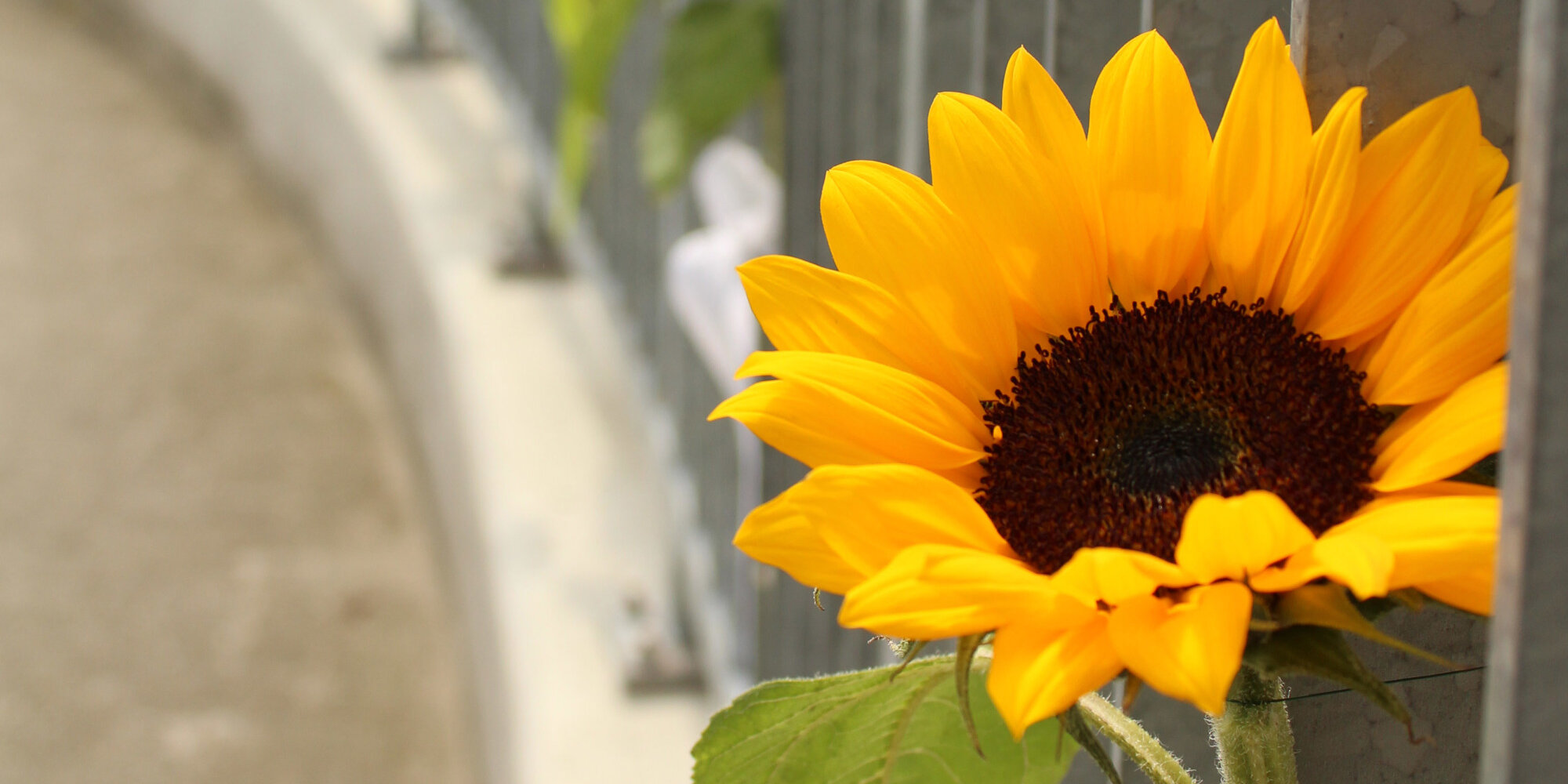Sonnenblumen angebracht entlang eines hohen Zaunes aus Metall.