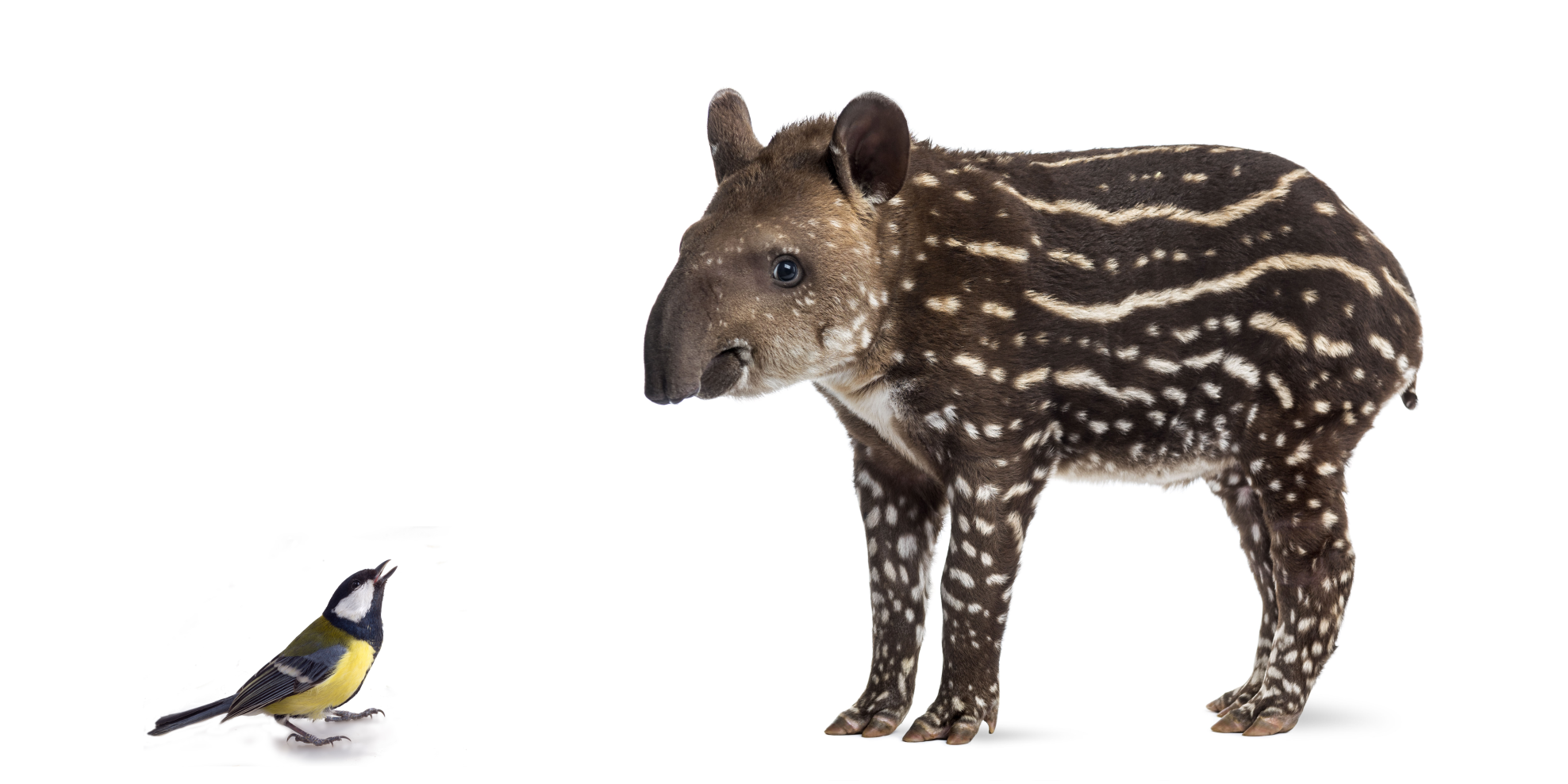 Meise und Tapir