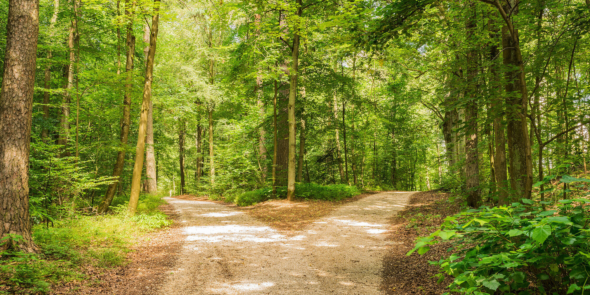 Zweigeteilter Weg inmitten eines grünen Waldes.