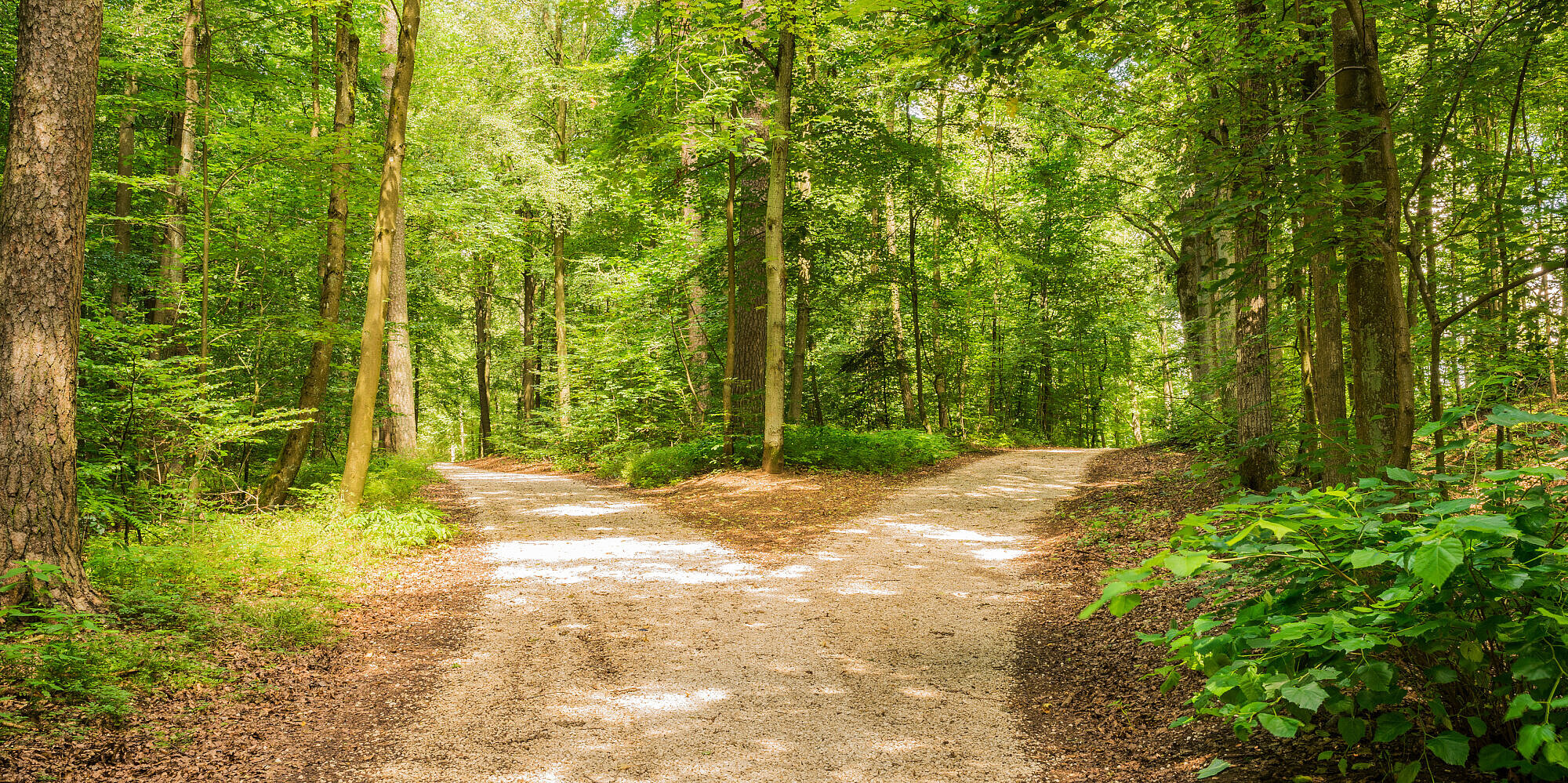 Zweigeteilter Weg inmitten eines grünen Waldes.