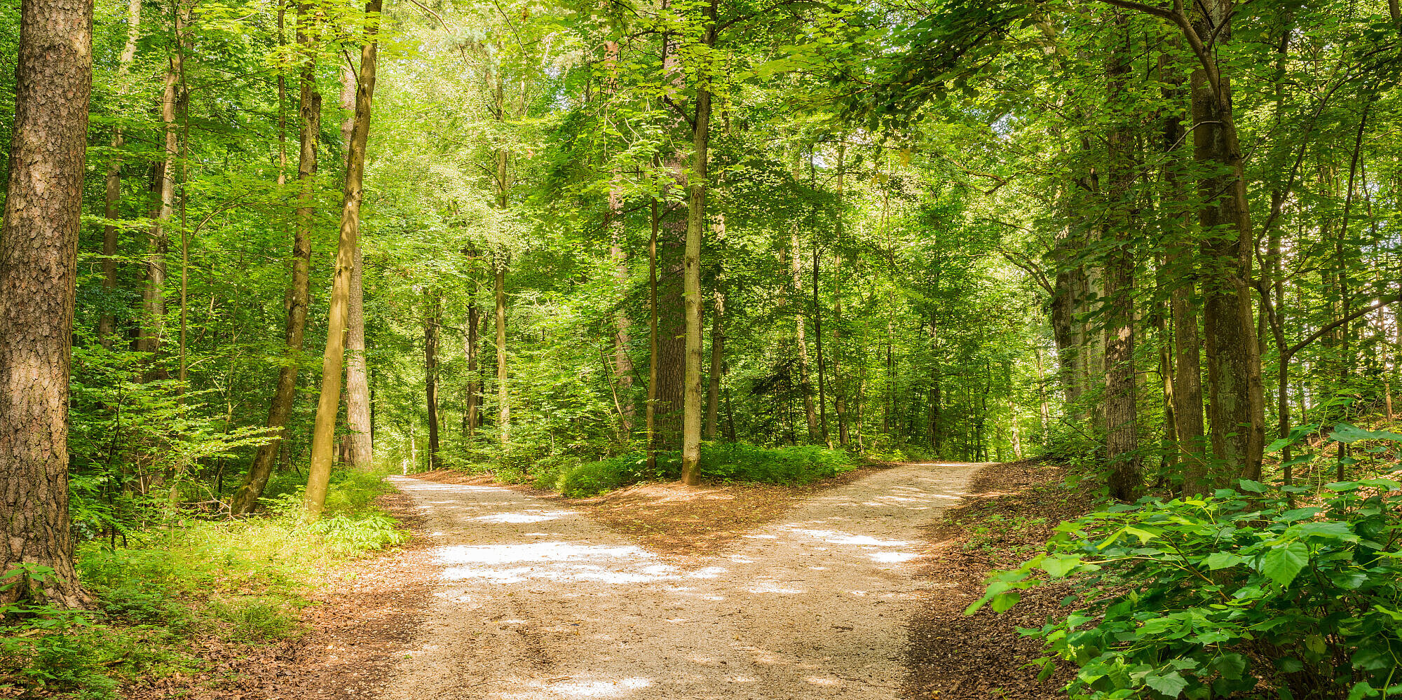 Waldweg inmitten von grünen Bäumen