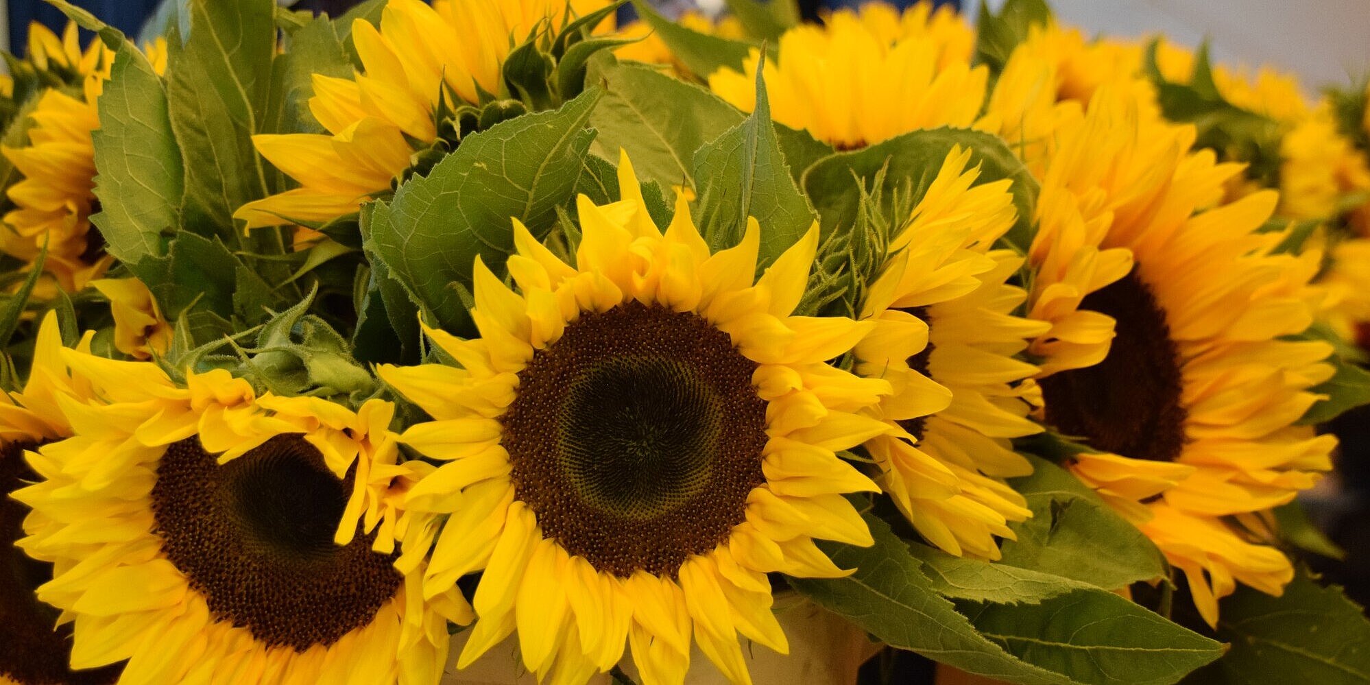 Ein Strauß aus Sonnenblumen